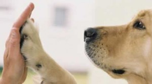 Dogs Naturally Dog Training
